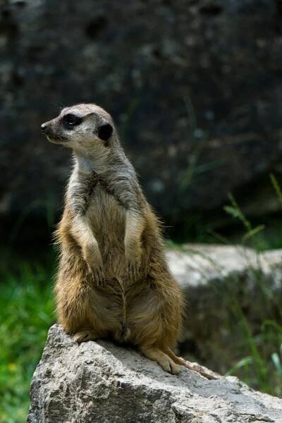 Grotepass Photography - Wildlife