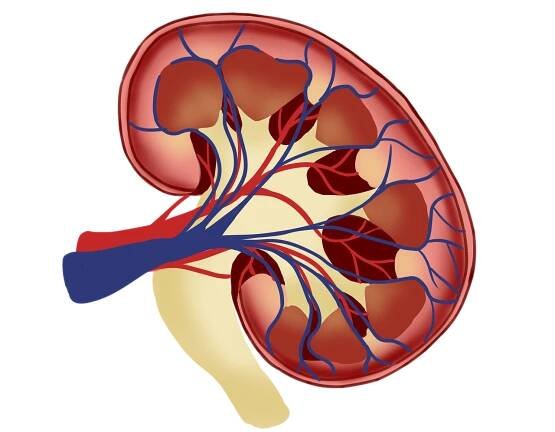 Ledviny, Anatomie, Část Těla, Lékařský