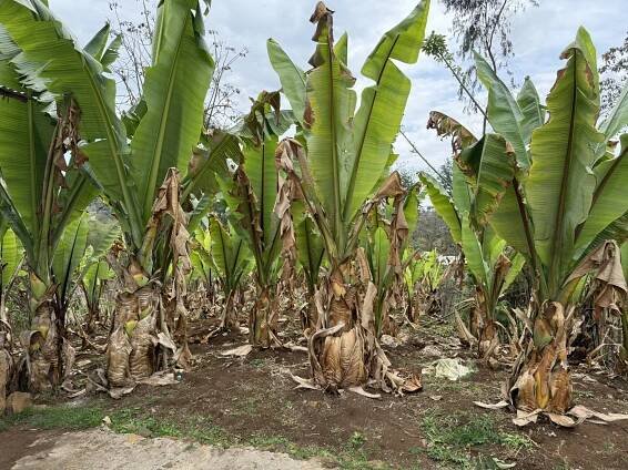 Sustaining agriculture in Ethiopia – ICGEB