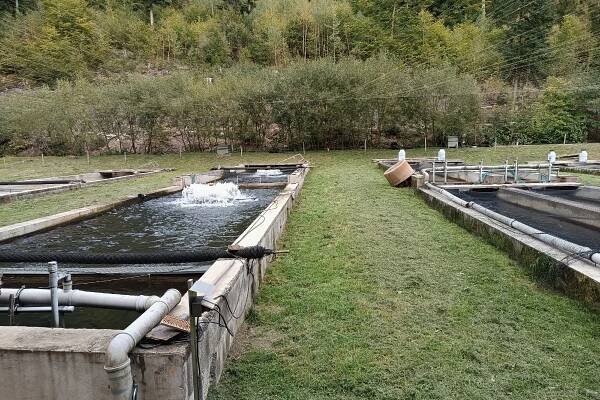 Klimatické změny, regulace toků i vydry a kormoráni. Pstruzi zůstávají v našich řekách jen díky líhním