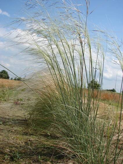 lipnicovité- POACEAE – 2. stránka – PlantaNaturalis.com