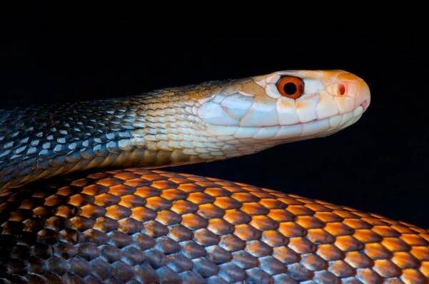 Taipan velký (Oxyuranus scutellatus canni) — Stock obrázek