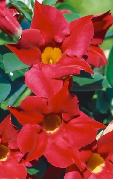 Mandevilla (Mandevilla Sundevilla) červená