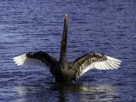 Labuť černá (Cygnus atratus)