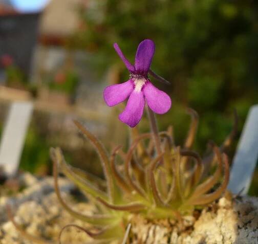 Pinguicula gypsicola