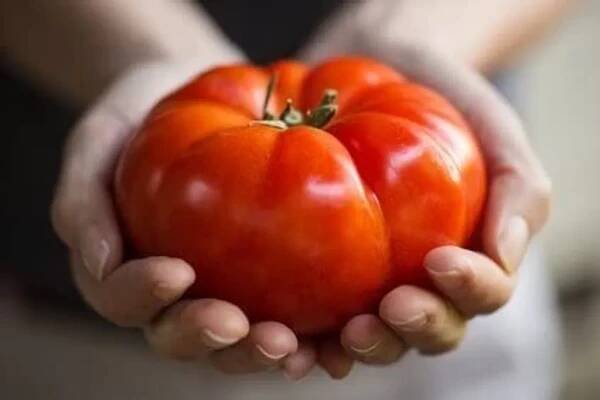 Semena rajčat "Red Juicy Giant" / 50 semen / Obří rajčata / Obrázek produktu 