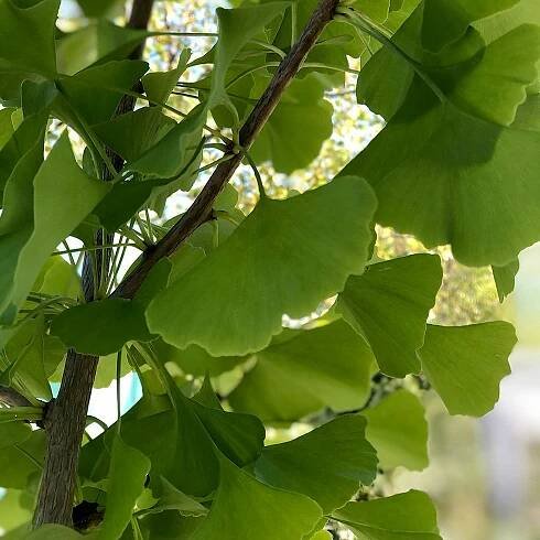 Ginko