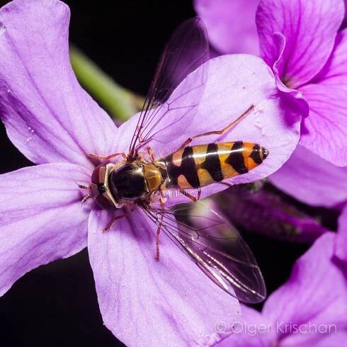 Flies (BRACHYCERA) | kerfdier