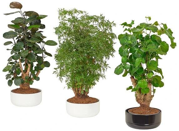 POLYSCIAS rostlina v květináči, bonsaj různé barvy, 22 cm - IKEA