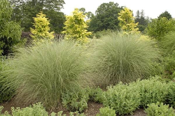 Morning Light - Ornamental Grass - Miscanthus sinensis