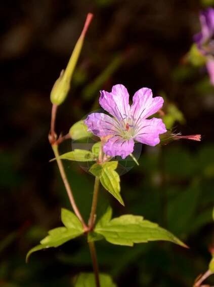 Geranium nodosum - Geraniaceae,Plantae,Pteridobiotina,Angiosperms,Geraniales,Geraniaceae,Geranium,Geranium nodosum,Geranium freyeri, Geranium nodosum subsp. eugeniae,Knotiger Storchschnabel;knotted crane's-bill;Géranium noueux;geranio nodoso;Geranio nodoso;knopiger ooievaarsbek;герань узловатая;gerani nuós;kolenčasta krvomočnica