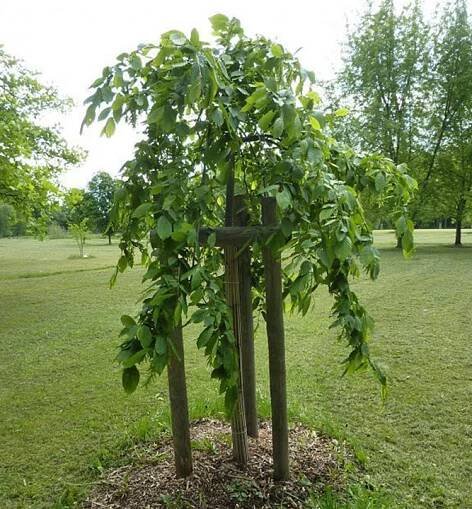 Habr obecný ´PENDULA´ na kmínku 160 cm, kont. 20 l | Lumigreen.cz