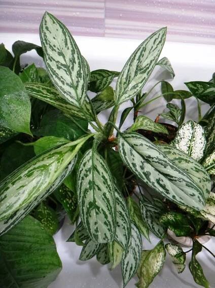 Jak rozlišit aglaonema od dieffenbachie?