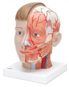 Model hlavy s krkem - 4 části - evropský typ