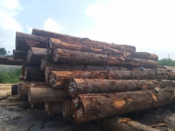 Green Wood World -Product Details