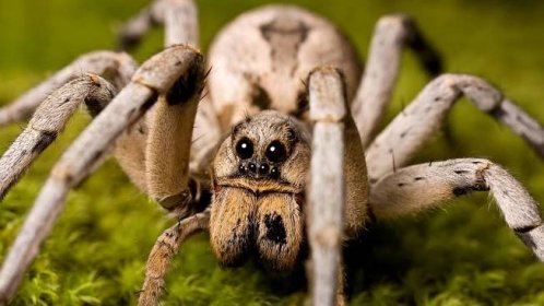 Wolf Spiders: Bites, Babies & Other Facts