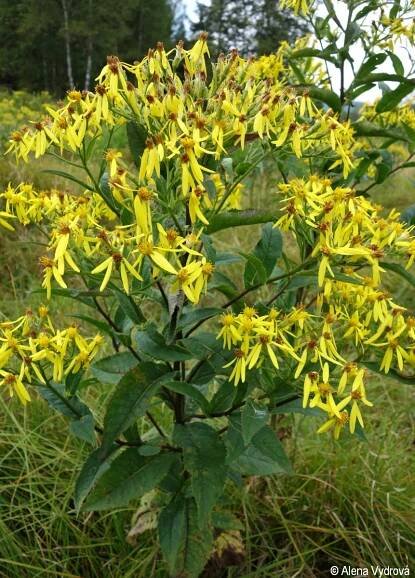 Senecio germanicus | Květena Šumavy