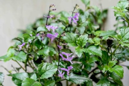 'Mona Lavender' Pectranthus: Plant Care & Growing Guide