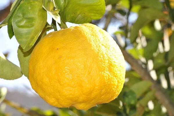 Pusťte se do pěstování citrusovníků: omezte zálivku