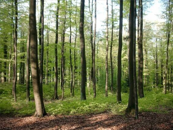 Wald in Deutschland