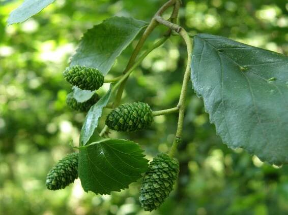 Obrázek - Alnus incana (olše šedá) | BioLib.cz