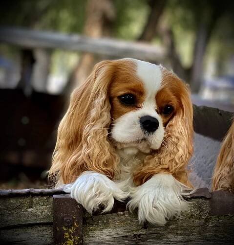 Rocket | Cavalier King Charles Spaniels | Cobrnik Cavaliers