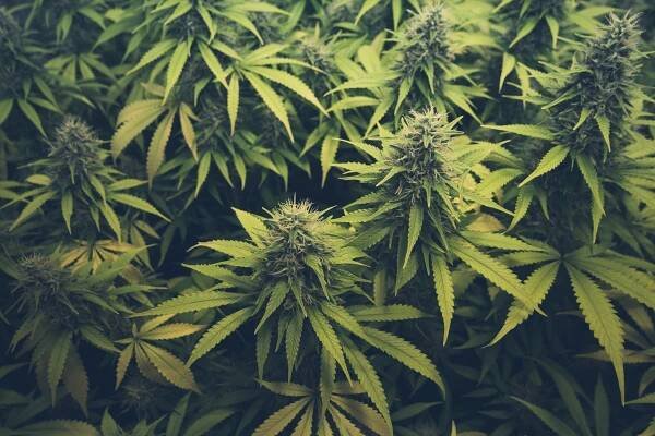THC sílí, dnešní zboží by rozsekalo i ostříleného hippíka