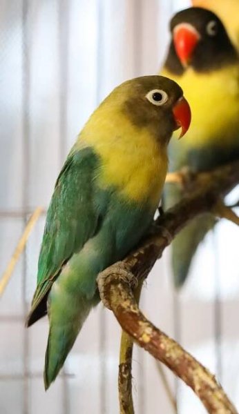 Lovebirds – Svensson Ranch/Team 24