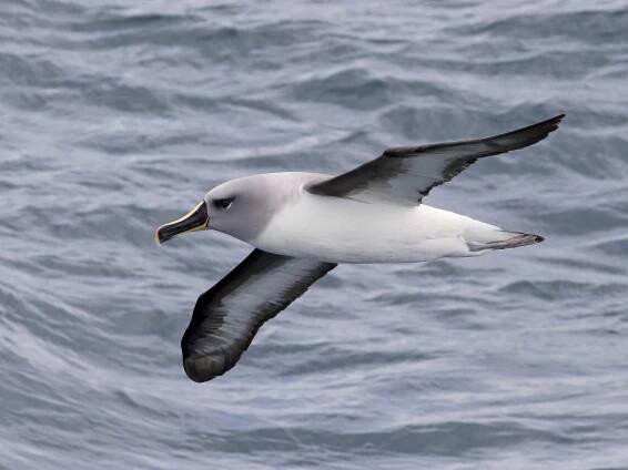 Gray-headed Albatross - Thalassarche chrysostoma - Birds of the World