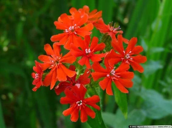 Lychnis chalcedonica kohoutek plamenný