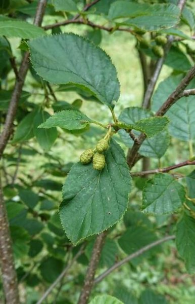 olše zelená křovitá - Arboretum Křtiny