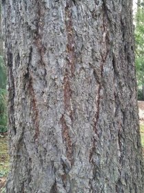 Tree Anatomy: Bark - For The Love Of Trees, LLC : For The Love Of Trees, LLC