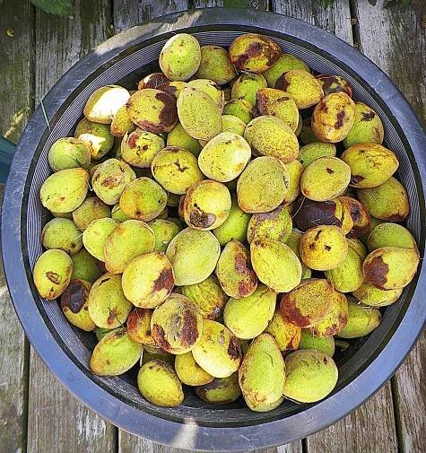 Butternuts (Copy)