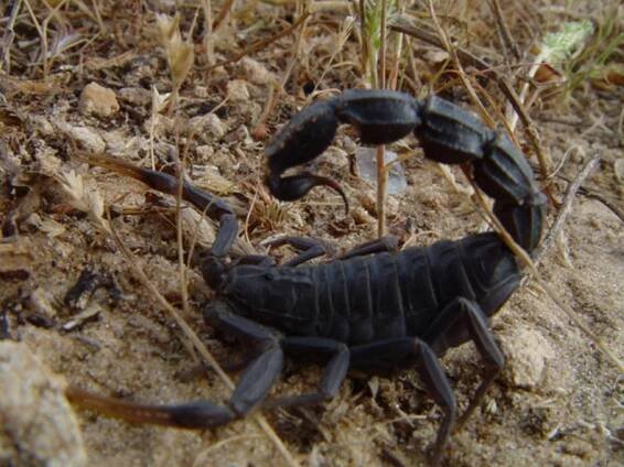 Buthidae – Wikipedie