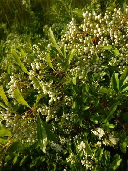   Pyracantha coccinea NS6040 5June2018 PW   