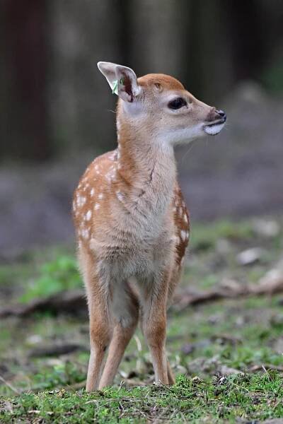 Stádo vzácných vietnamských jelenů sika se rozrůstá. Zoo Olomouc hlásí šest mláďat
