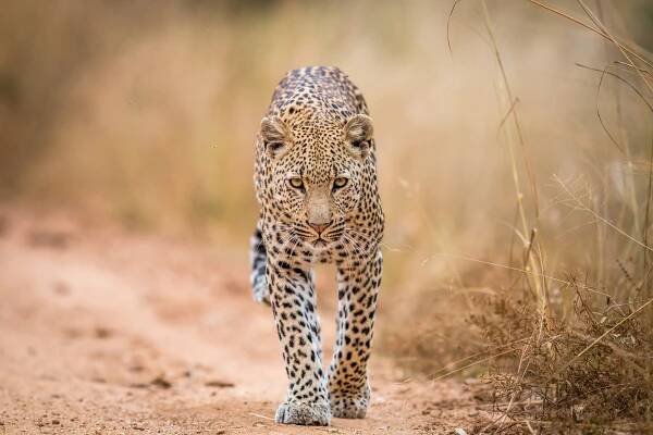 Safari live: Divoká africká zvířata ve vašem pokoji