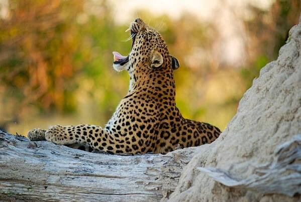 5 best things to do in Botswana | visit Botswana attractions