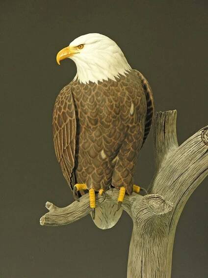 Wildlife Art by Dave Alexander | Bald Eagle