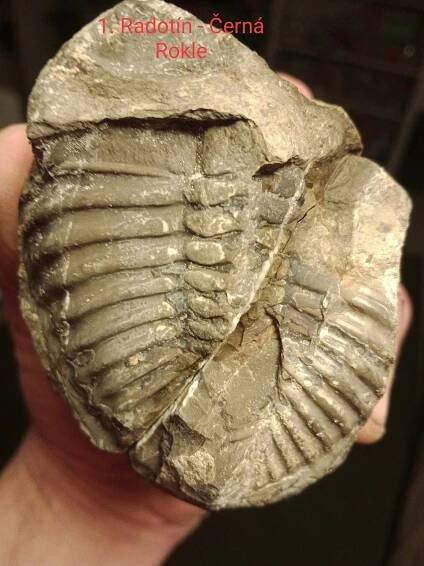 Trilobiti