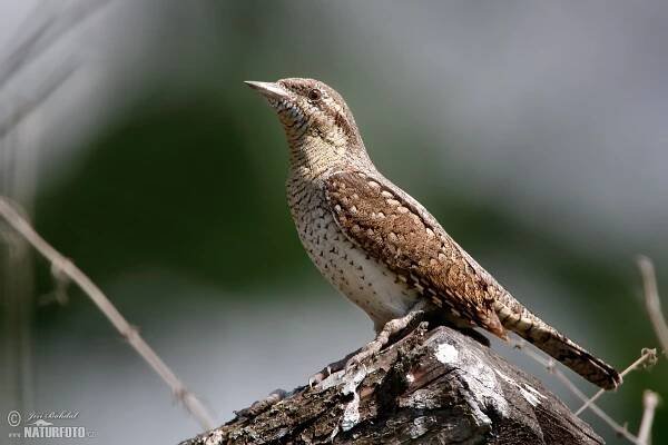 Krutihlav obecný | Naturfoto.cz