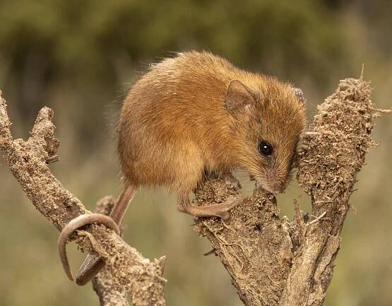 Footprints of the Elusive Climber: How One Clever Mouse Transformed Our Wildlife Tracking - WildTrack 