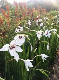 The Best Cut Flower Varieties: Year in Review, Part II — Artemis Flower Farm