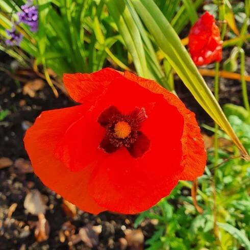 The Hospice Gardener | A blog about the hospice garden and my thoughts whilst gardening