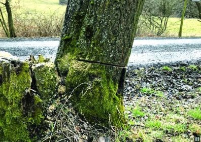 Kdo poškodil stromy v Zašové na Vsetínsku. 15 stromů bylo nutné pokácet