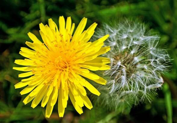 Managing and Controlling Dandelion Growth in PA & NJ