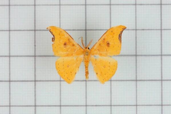 Tridrepana arikana