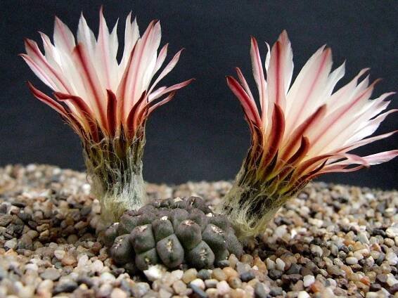 two red and white flowers on top of gravel