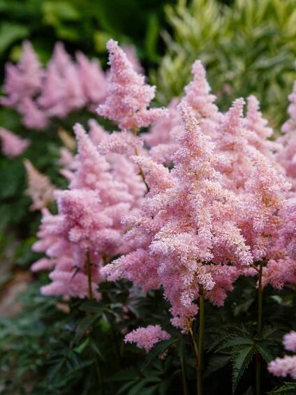 Kvetoucí růžová astilbe japonica na zahradě — Stock obrázek