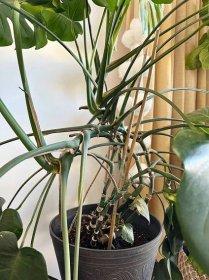 Monstera Plant Care - Delineate Your Dwelling